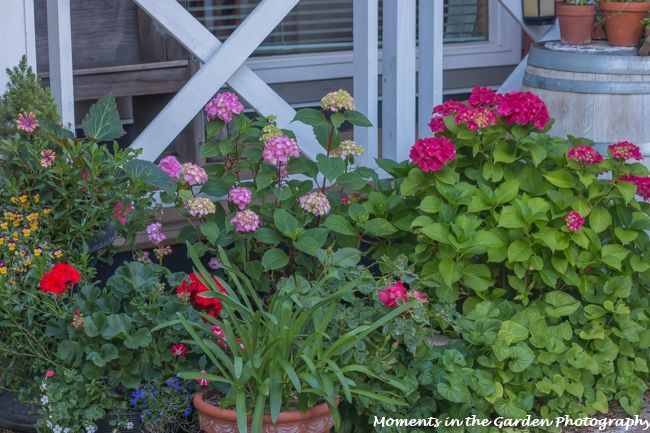 MomentsintheG's tweet photo. I am greeted every morning with a display of flowers by my front porch. A mixture of containers and a small front bed. #flowerdisplay #containergardening #hydrangeas #frontporch #momentsinthegardenphotography https://t.co/rmruDLkx1Z