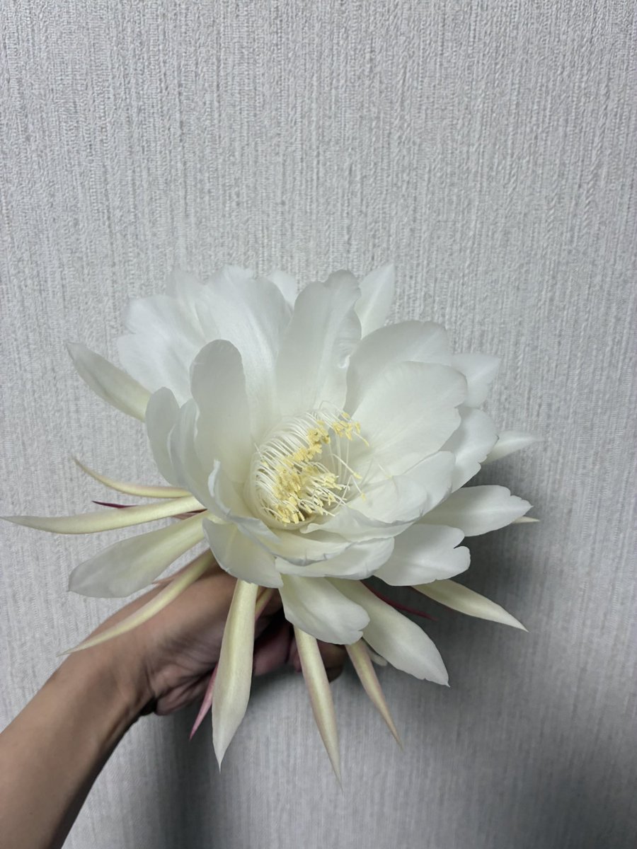 rin_aonagi's tweet photo. ついに咲いた！
めちゃくちゃいい匂い🌸 https://t.co/OrUt7eKrOa