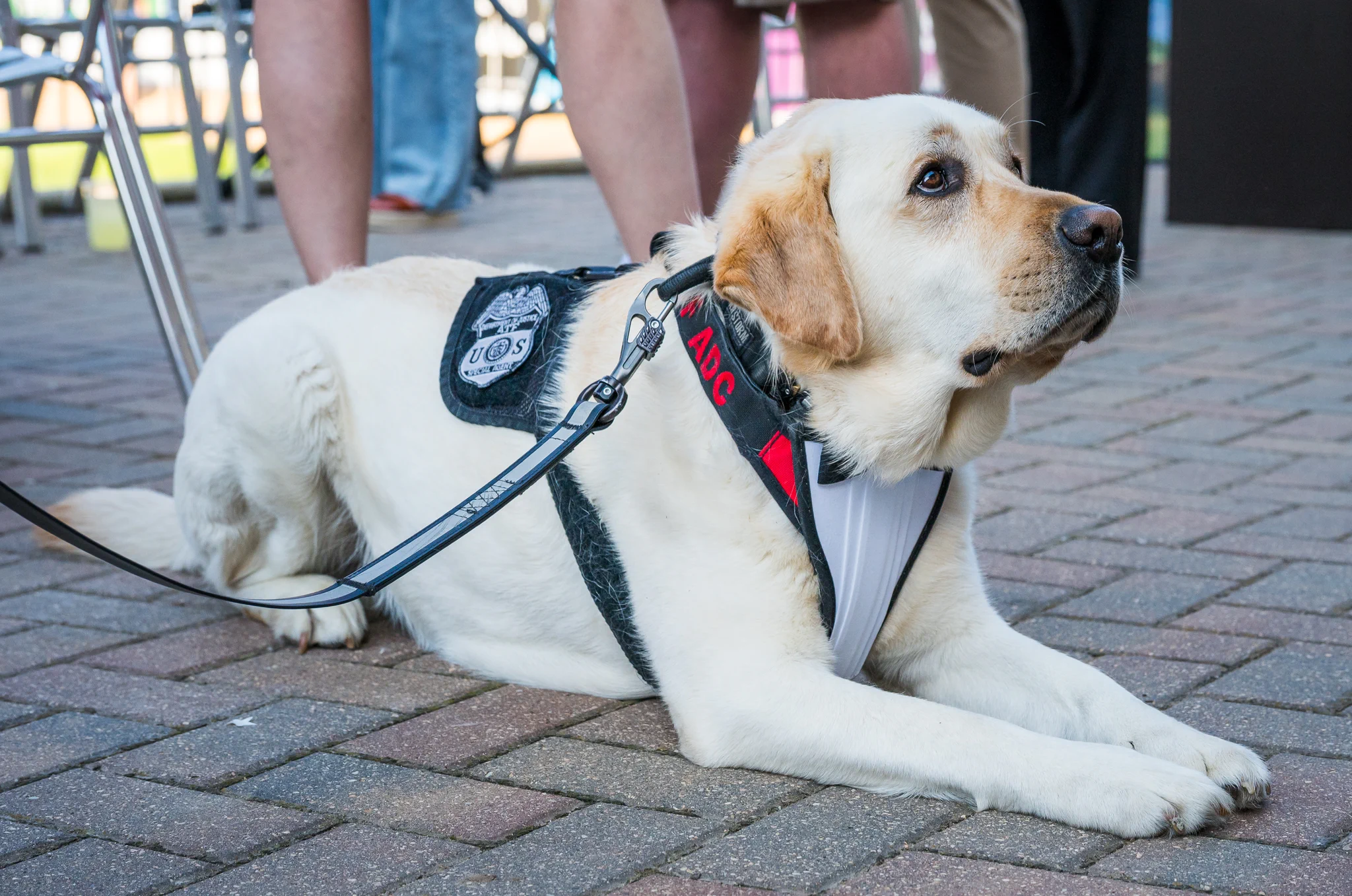 Yellow Labrador wearing a service dog vest lying on a brick pavement near people’s legs.