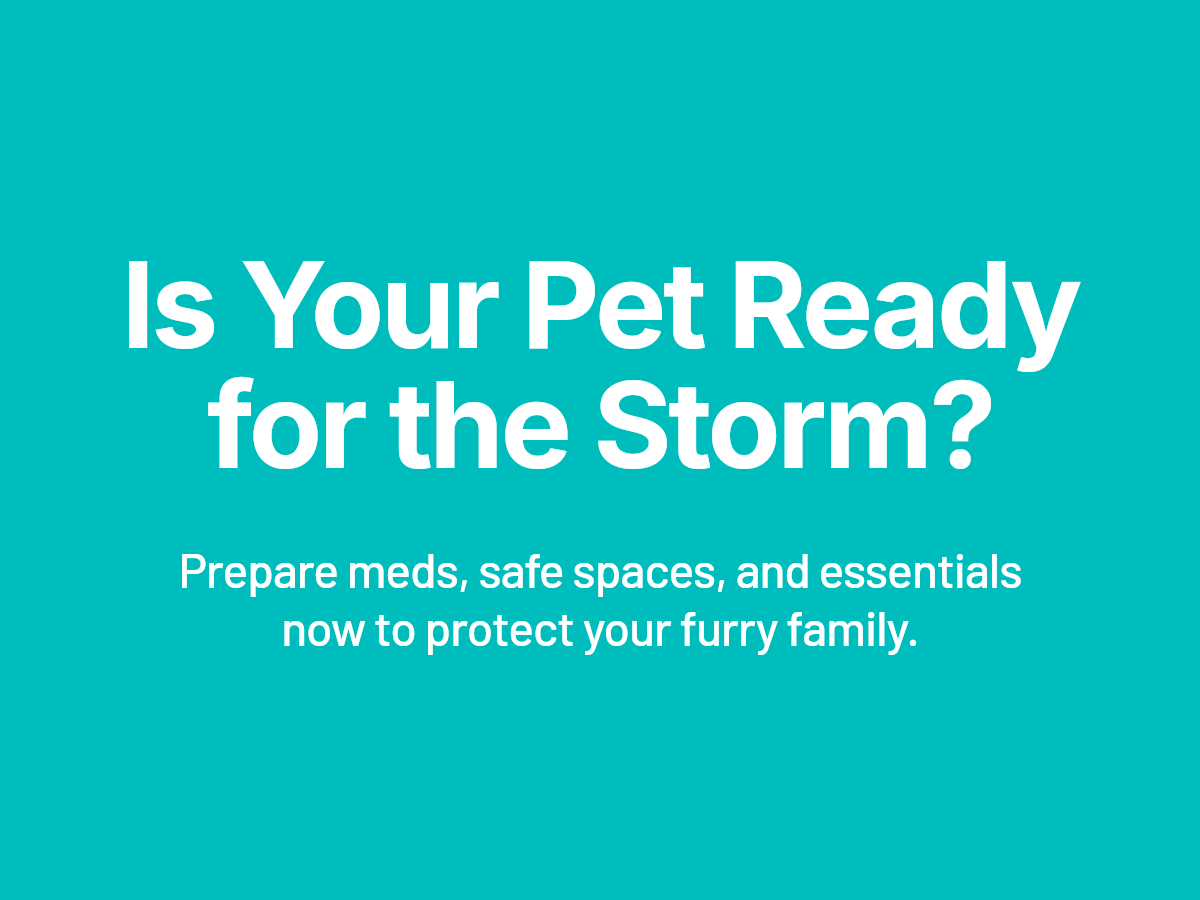 HudspethHosp's tweet photo. Storm prep checklist for pet parents in Macon:
• Pack meds and vet records
• Set up a safe indoor space
• Keep leashes, carriers, and water ready
• Call us if your pet needs urgent care before the storm

https://t.co/U6JL2gaoPZ https://t.co/AIbj7oY2o8