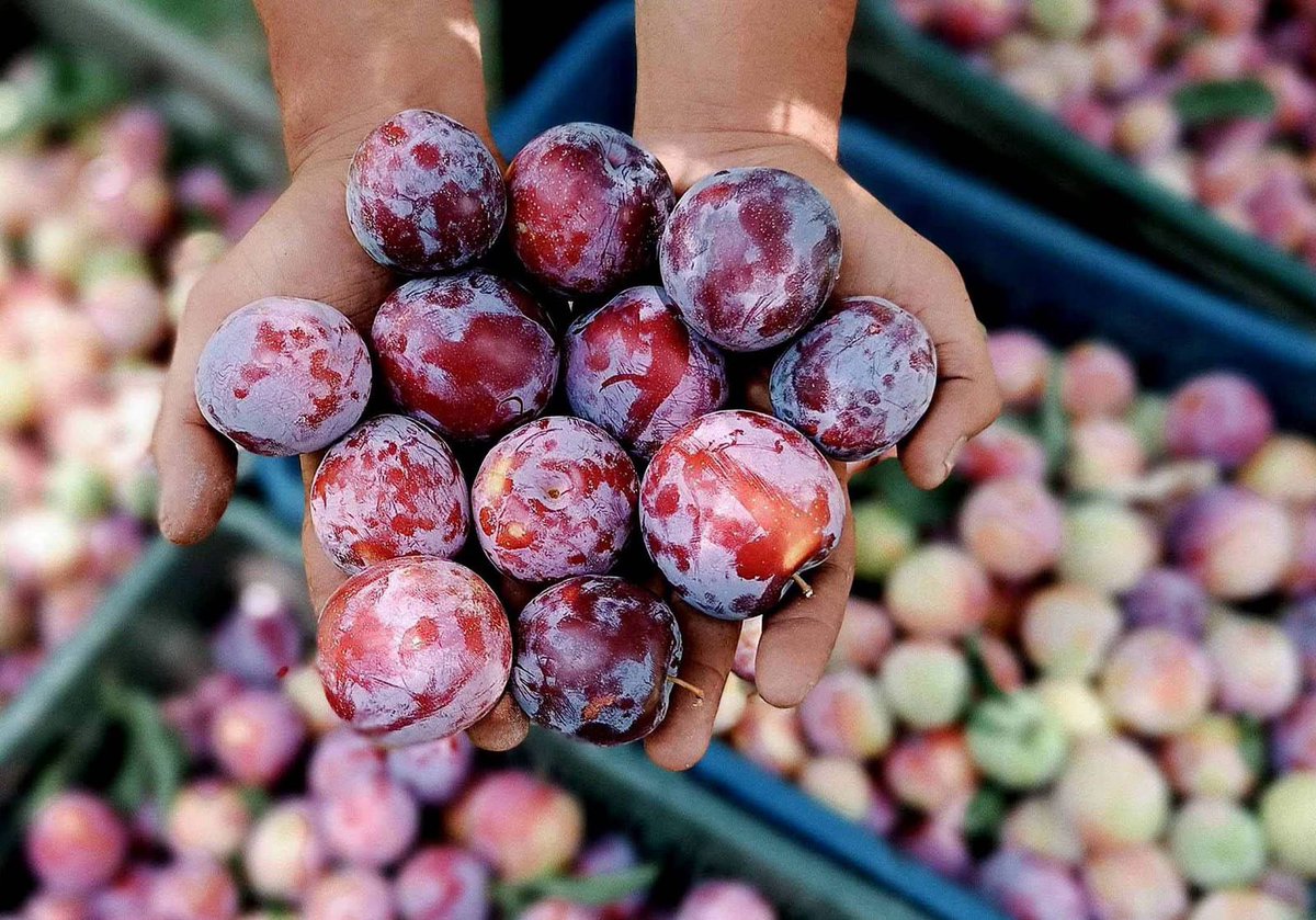 APEDADOC's tweet photo. From the orchards of Jammu & Kashmir to the markets of the UAE. 🇮🇳🍒

APEDA has facilitated the first export shipment of premium Areko Cherries and Scentrose Plums from Shopian and Pulwama to Abu Dhabi and Dubai, opening new global market opportunities for the region’s growers.

This milestone reflects India’s growing strength in exporting premium fresh fruits while enabling farmers to access international markets, realise better returns, and showcase the quality of Indian horticultural produce worldwide.

@PiyushGoyal @DoC_GoI @PIB_India 

#DoC_GoI #APEDA #AgriExport #JammuAndKashmir #FreshFruits #ExportPromotion #VocalForLocal #IndiaExports