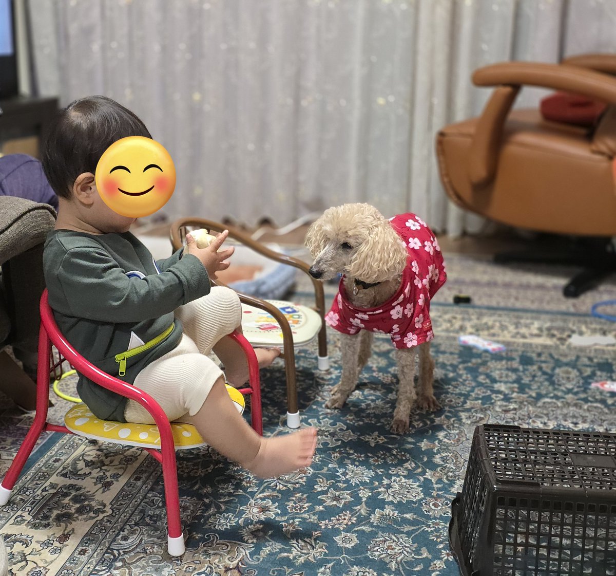 OnimaruSuguru's tweet photo. 午後９時20分頃、レオ君が旅立ちました。17歳と2ヶ月。腎臓を悪くしてからは少しずつ痩せて衰え、2日前くらいから立つのも難しくなり、今日はご飯も嫌がってました。
寝たきりになるのを覚悟してたけど、世話をかけずにいってしまった。
賢くて他のワンちゃんが苦手なビビりだったね。ゆっくり休んでね https://t.co/cioswiX7nL