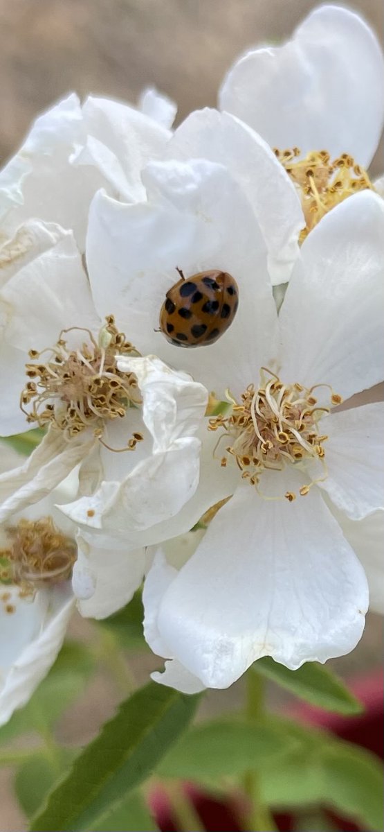 Lilypat17's tweet photo. Rosier musqué et coccinelle🐞 #nature #photo #coccinelle https://t.co/zmhWNd9aAz