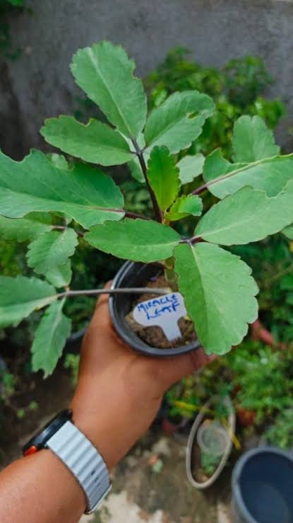 HerbalistHenry_'s tweet photo. MIRACLE LEAVES  (Kalanchoe pinnata)☘️

TREATS / CURES  ⬇️

 1. Cough and Respiratory Infections
 2. Bronchial Asthma
 3. Hypertension (High Blood Pressure)
 4. Peptic Ulcers
 5. Kidney Stones (Nephrolithiasis)
 6. Malaria
 7. Typhoid Fever
 8. Diarrhea
 9. Dysentery
 10. Type 2 Diabetes Mellitus
 11. Rheumatoid Arthritis
 12. Bacterial Infections
 13. Fungal Infections
 14. Inflammation and Swelling
 15. Jaundice and Liver Disorders
 16. Intestinal Helminthiasis (Worm Infestations)
 17. Cholera
 18. Urinary Tract Infections (UTIs)
 19. Gastrointestinal Spasms
 20. Fever (Pyrexia)

Preparation & Dosage ⬇️ 
Get   MIRACLE LEAVES  (Kalanchoe pinnata)☘️  in  Bulk, air-dry in a shade away from direct sunlight and blend bulk to POWDER when 100% dehydrated (Takes a week or Less)

After that, STEEP / SOAK  1  (ONE)  Tablespoon of  MIRACLE LEAVES   Powder Inside half litre of boiled water, COVER  it and allow infuse for  10 - 15  minutes or until warm enough to drink. 
DO NOT COOK IT!
Filter / Sieve & drink whole liquid extract.
Do this once daily. 

Take it for  28 days or more  (till you get desired results) 
There are no negative side effects! 

⚠️ Do not take along with Pharmaceutical Medications 

For FRESH LEAVES, STEEP a HANDFUL OR  5 MEDIUM / BIG SIZE LEAVES IN BOILED WATER (SAME PROCESS) 

For INJURIES, SCALP, HAIR & SKIN CONDITIONS (EXTERNAL USE) -  Pound fresh leaves without water and apply liquid extract on skin 3 - 5  times daily  until results are achieved. 

KINDLY  REPOST / SHARE  &  Follow @HerbalistHenry_  on  X (Twitter)  🙏