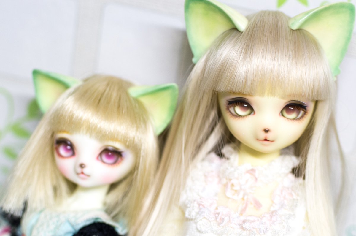 Lalka_m's tweet photo. 今日のアンジェラさん🐱🐱 https://t.co/KswRHjepnw