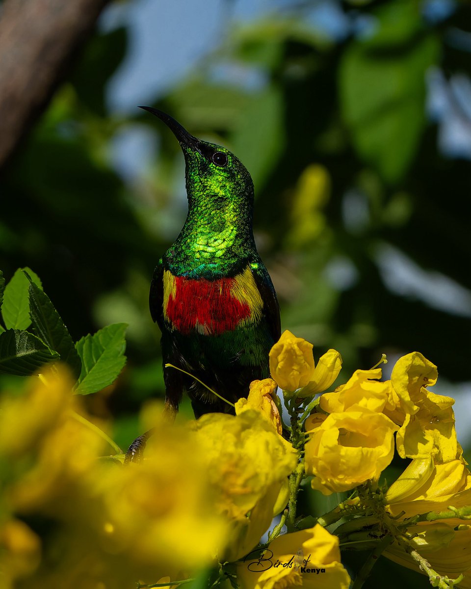 Waimaimba's tweet photo. Beautiful Sunbird 📸🇰🇪 https://t.co/cfwW36RdfQ