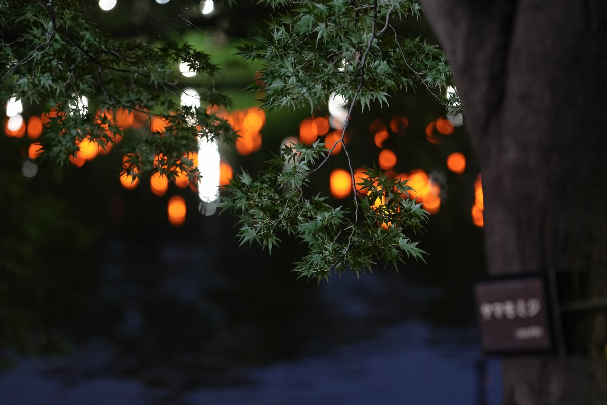 Hello3755221's tweet photo. 大宮公園で開催されている
「七夕TANABATA - 大宮の天の川 -」へ行ってきました

願い事を書いた和紙を舟遊池に流す「言の葉ながし」や
音楽の演奏があり、とても幻想的な空間でした…！

屋台もたくさん出ていて、大勢の人で賑わっていました

※大宮公園 舟遊池の画像です

#大宮公園 #七夕 https://t.co/SNyHO6QCRi