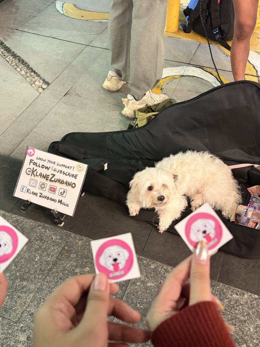 sound_of_rains's tweet photo. We came across this girl busking in front of The Palace in BGC with her dog and cannot turn away! 

She allows her dog to be pet + gives out free stickers too!!

@aer_acoustic @Sound_of_Mhrj https://t.co/IVUC9hm9WZ