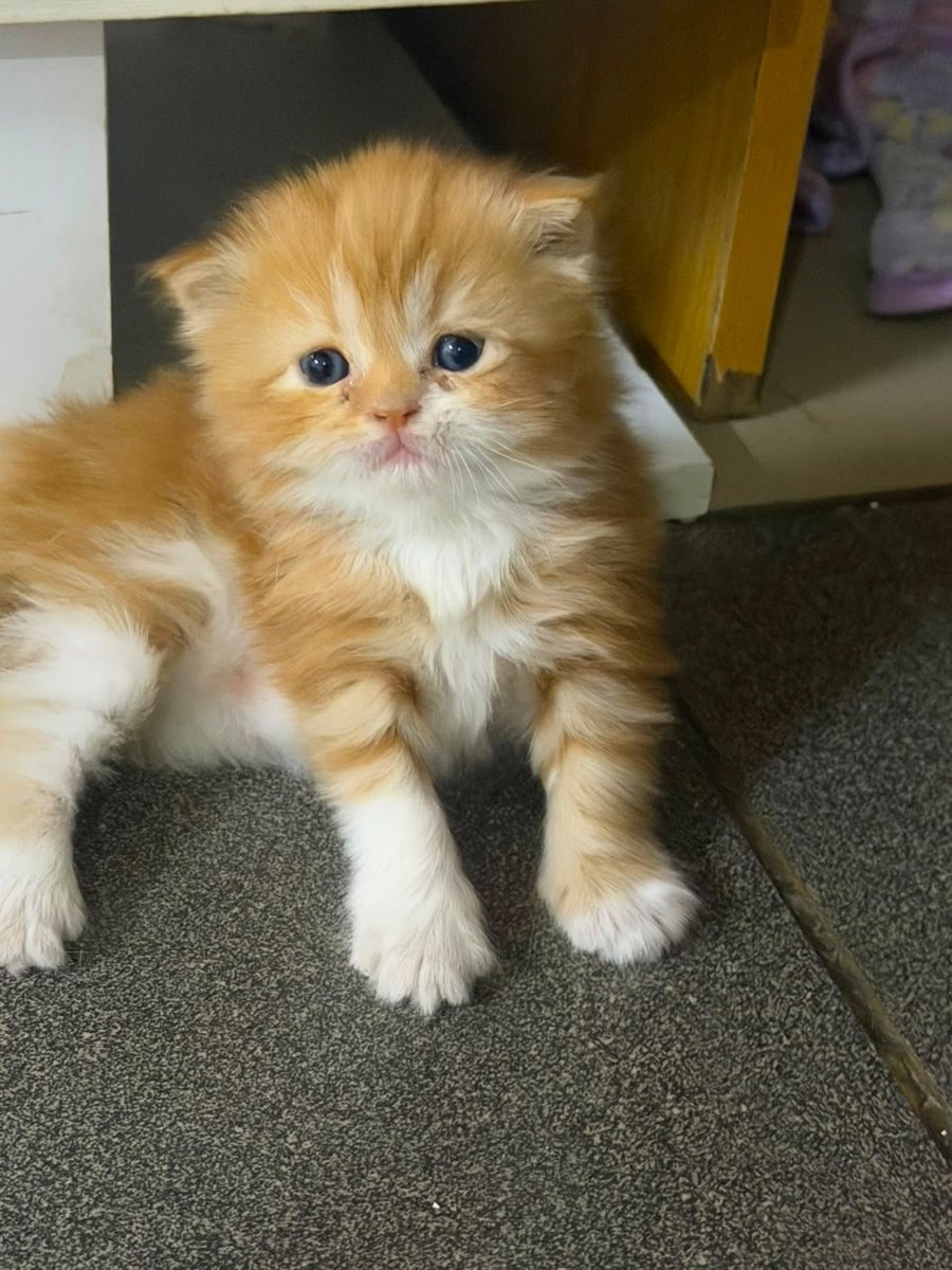 Catng_'s tweet photo. Having this feline isn't really an option if you think about it😍 

Interested to owned one? DM for more enquiries https://t.co/urRSEYDqIj
