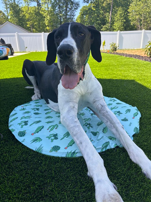 HWFeed's tweet photo. Happy 4th of July! 🎆 It's hot out there, y'all!🥵🌞 Check out our Heat Wave Shop to stock up on cooling mats, cooling vests, sun hats, &amp; more! 
.
.
Reminder: Stores will close early at 5 pm today! Same Day Delivery cut off is at 4 pm! https://t.co/uxeeaBz3Ud