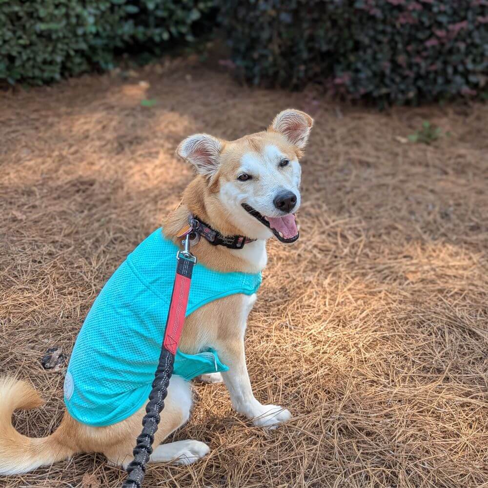HWFeed's tweet photo. Happy 4th of July! 🎆 It's hot out there, y'all!🥵🌞 Check out our Heat Wave Shop to stock up on cooling mats, cooling vests, sun hats, &amp; more! 
.
.
Reminder: Stores will close early at 5 pm today! Same Day Delivery cut off is at 4 pm! https://t.co/uxeeaBz3Ud