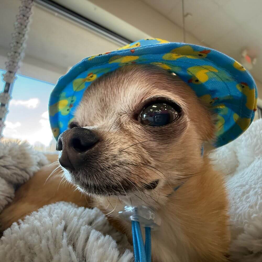 HWFeed's tweet photo. Happy 4th of July! 🎆 It's hot out there, y'all!🥵🌞 Check out our Heat Wave Shop to stock up on cooling mats, cooling vests, sun hats, &amp; more! 
.
.
Reminder: Stores will close early at 5 pm today! Same Day Delivery cut off is at 4 pm! https://t.co/uxeeaBz3Ud