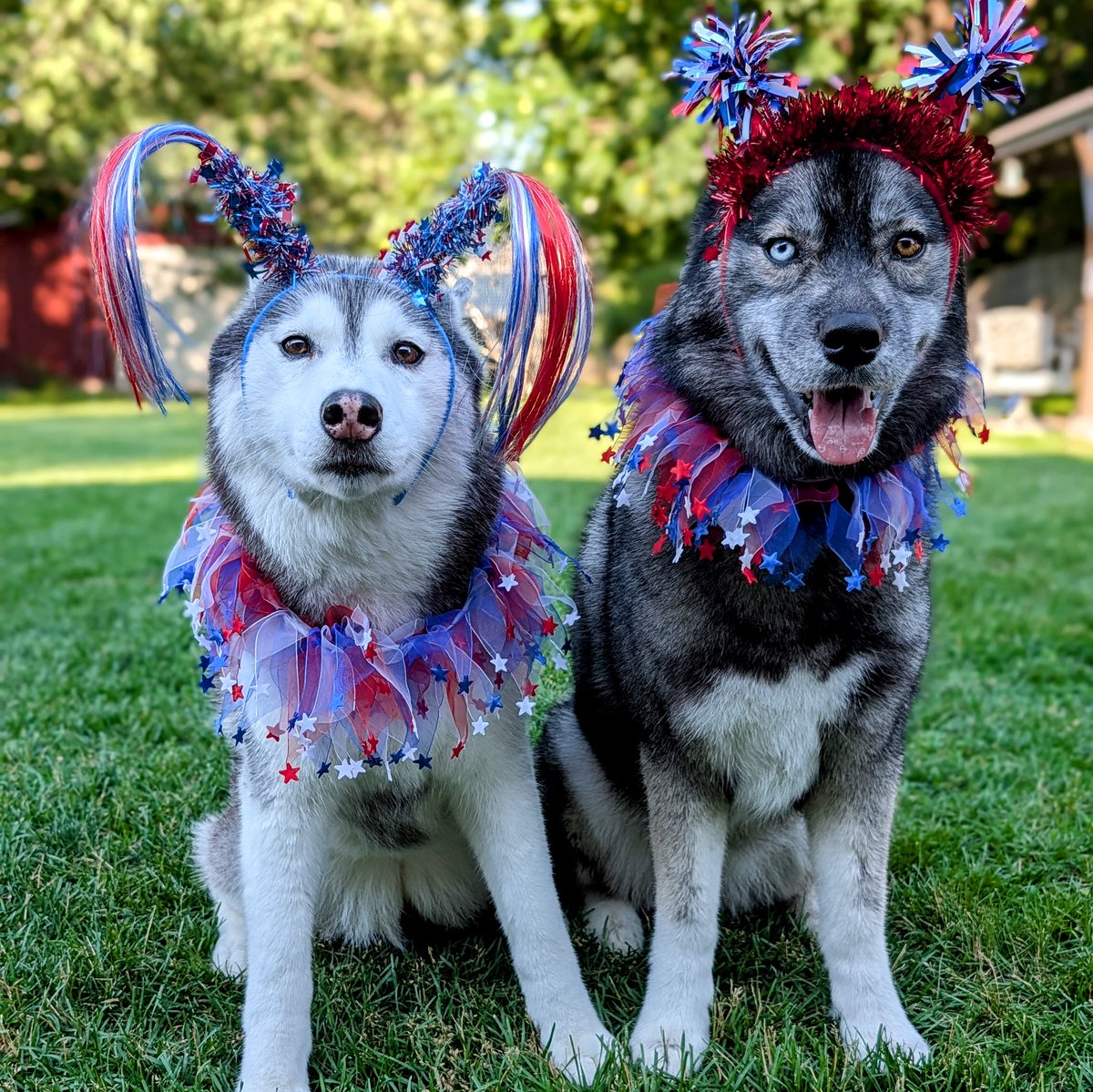 Gone2theSnowDog's tweet photo. Happy 4th of July!  It's so weird taking photos of only two dogs!  Memphis was always the best when it came to dress up for photos.   The dogs put up with my shenanigans again to get some cute ones.  

We hope you have an amazing day!  What are your big plans?  We are having family and friends over for a back yard BBQ and Pool party!  But first, we will head to the parade!  The fireworks in our town were last night, and Eleanor did pretty good this year!  Only a bit of concern, but no major freak out!  Kira slept through it all as always!  

Happy 4th of July everyone!  We hope you have an epic day!