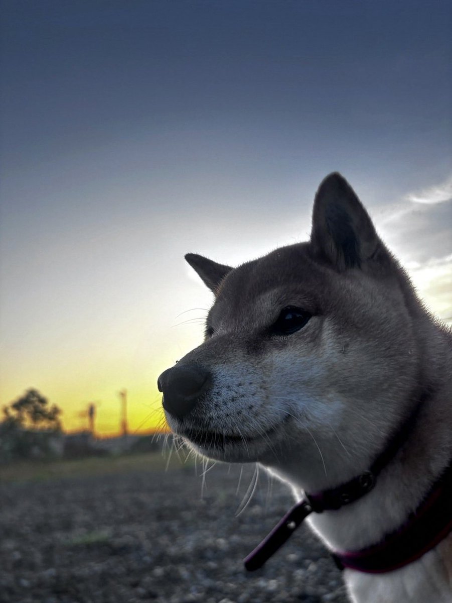 cerenozqe's tweet photo. UR試合終わったら7割くらいの確率でエラー落ちすんねんけど、 https://t.co/qLEqJR503V