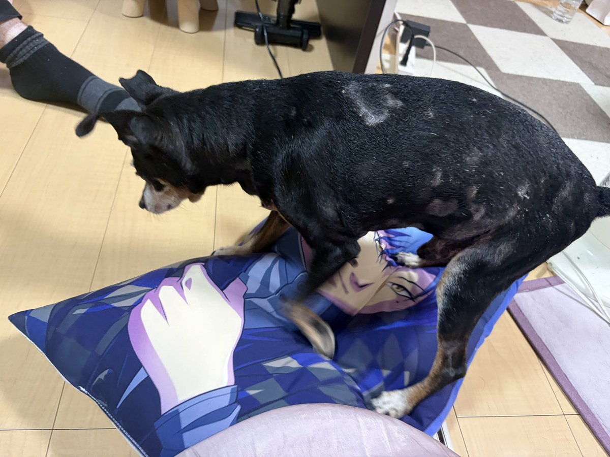 Dynamic_Bigunko's tweet photo. 今日届いたクッション
こたろうに占領されて踏んづけられて大鬱 https://t.co/7pECBrt3tO
