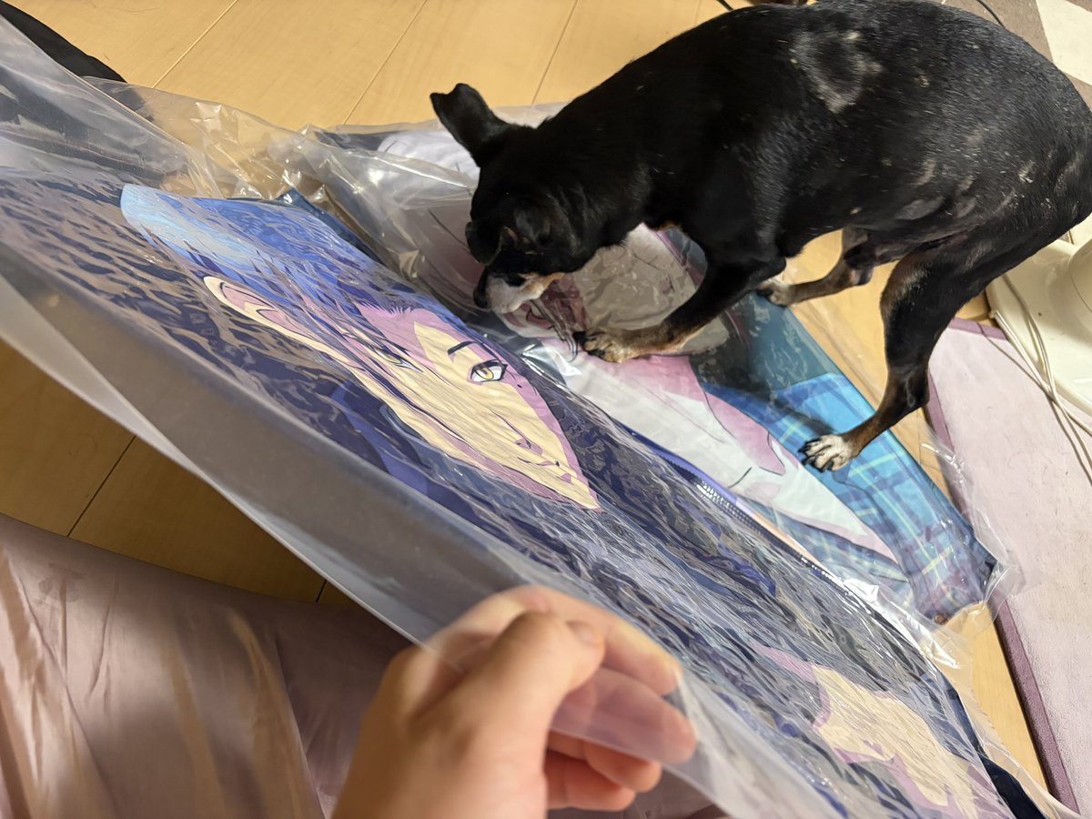 Dynamic_Bigunko's tweet photo. 今日届いたクッション
こたろうに占領されて踏んづけられて大鬱 https://t.co/7pECBrt3tO