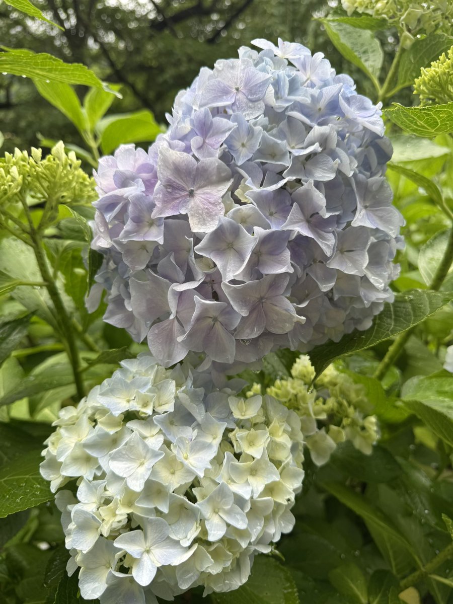 teeh0h's tweet photo. 両親と旦那と温泉旅行満喫してきましたーヾ(●´ω `●)ハワイフェス初めて観れたけど楽しかったぁー。 https://t.co/oy3ZScuGF3
