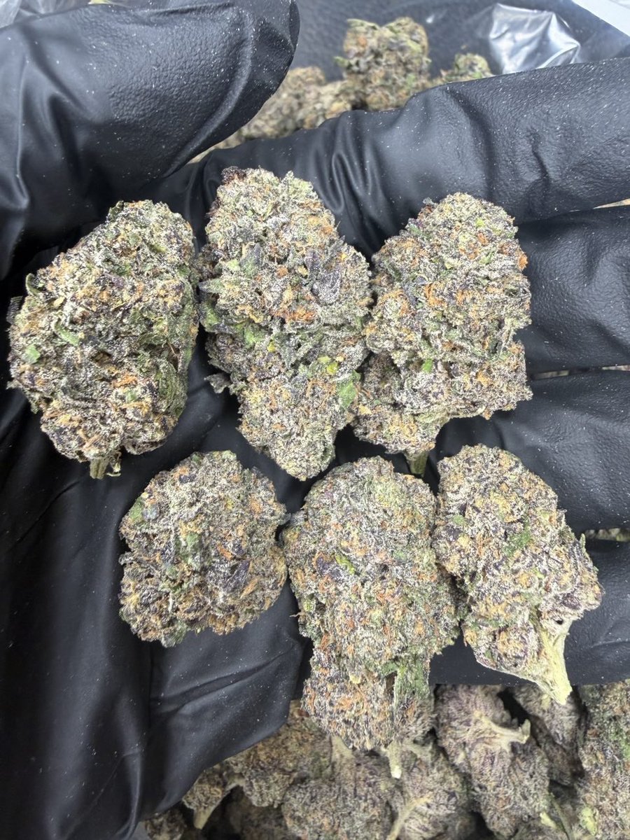 ExoticZaUS's tweet photo. ๐ซ๐ pinnacle berries ๐๐ซ
sweet berry terps with a smooth, fruity finish. frosty, sticky buds packed with flavor and premium bag appeal. ๐ฅ๐จ
#pinnacleberries #exoticflower #loud #gaspack https://t.co/AMS6A9EnGy