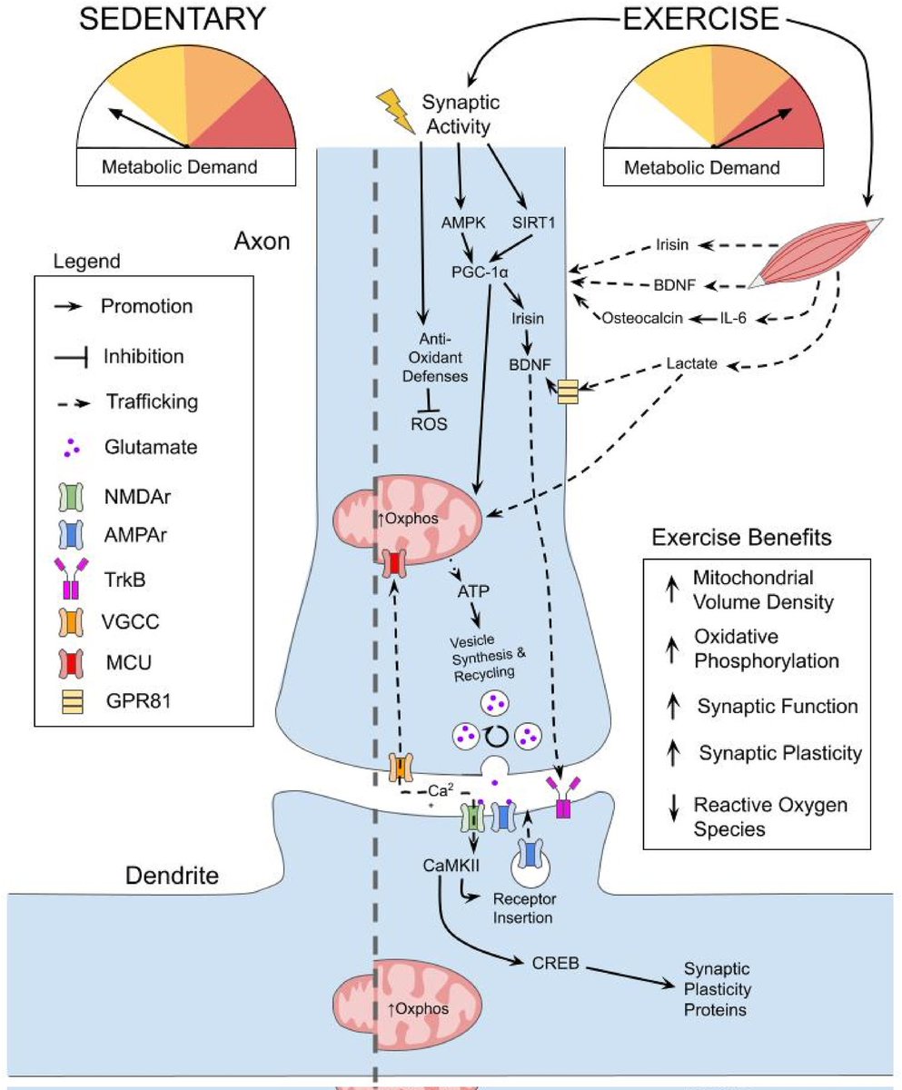 heniek_htw's tweet photo. Exercising the brain: Molecular pathways linking exercise, neuronal mitochondria, and synaptic plasticity
https://t.co/x5ZSlBWpmW https://t.co/UPk0a6pJsT