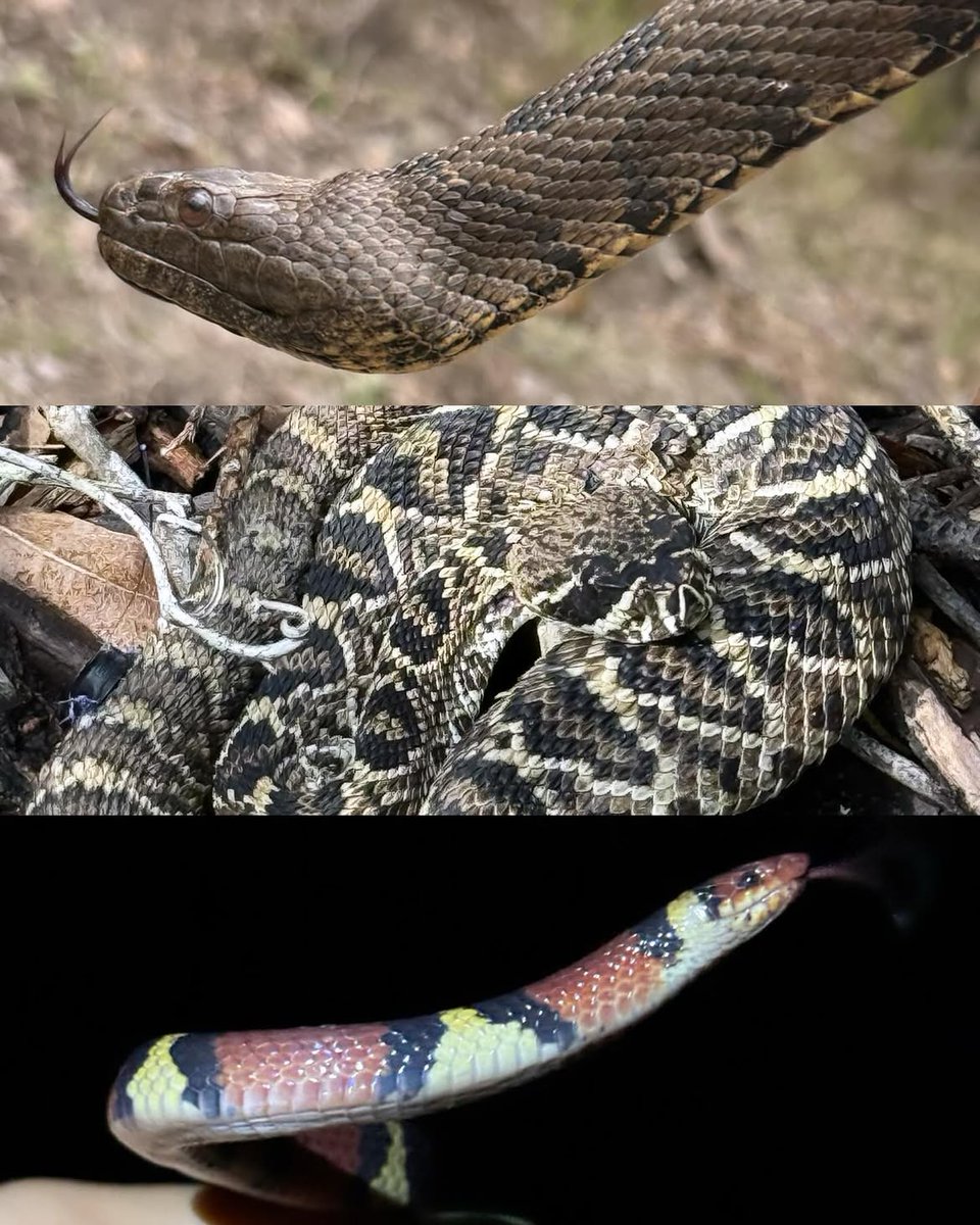 Kira_fauna's tweet photo. A whole ecosystem in one scroll, fish to centipedes to a very grumpy cactus.
Every critter gets a look and a release, no exceptions.
The little ones matter just as much as the big rattlers.
#Herpetology #Biodiversity #WildlifeConservation https://t.co/SPAW5MG4HN