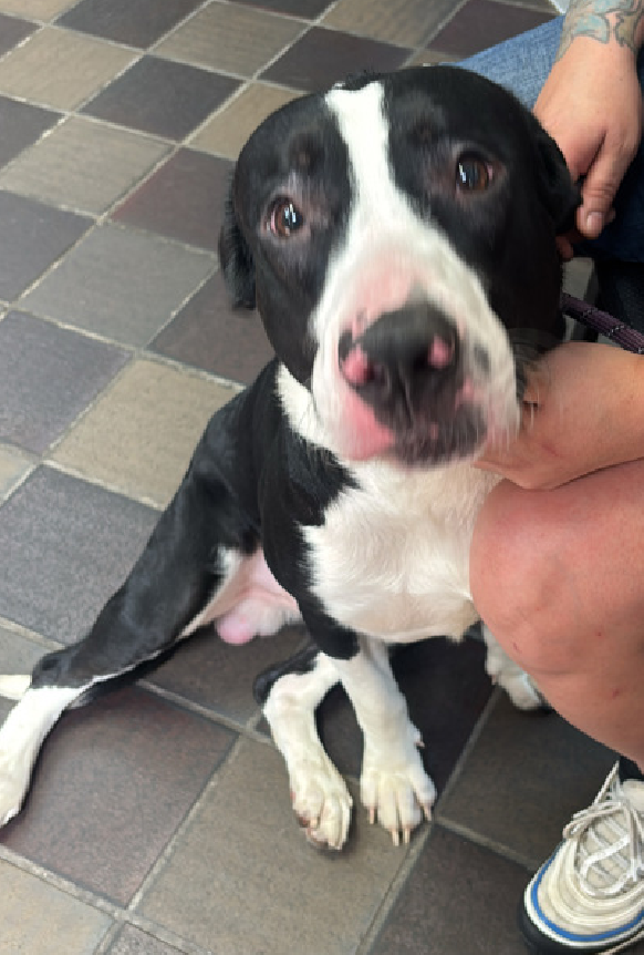 NMBewitched's tweet photo. Spike💔🥺
New Puppy on the Block 
https://t.co/rqSONOPB4T 
#AdoptMe

Look at that face😟
A pup who knows the betrayal coming...

Spike needs time to trust &amp; love again 
A routine filled w/ praise, exercise, kindness &amp; play 

We have the chance to save him
Are you up for it? https://t.co/Hl7m7WmjHD