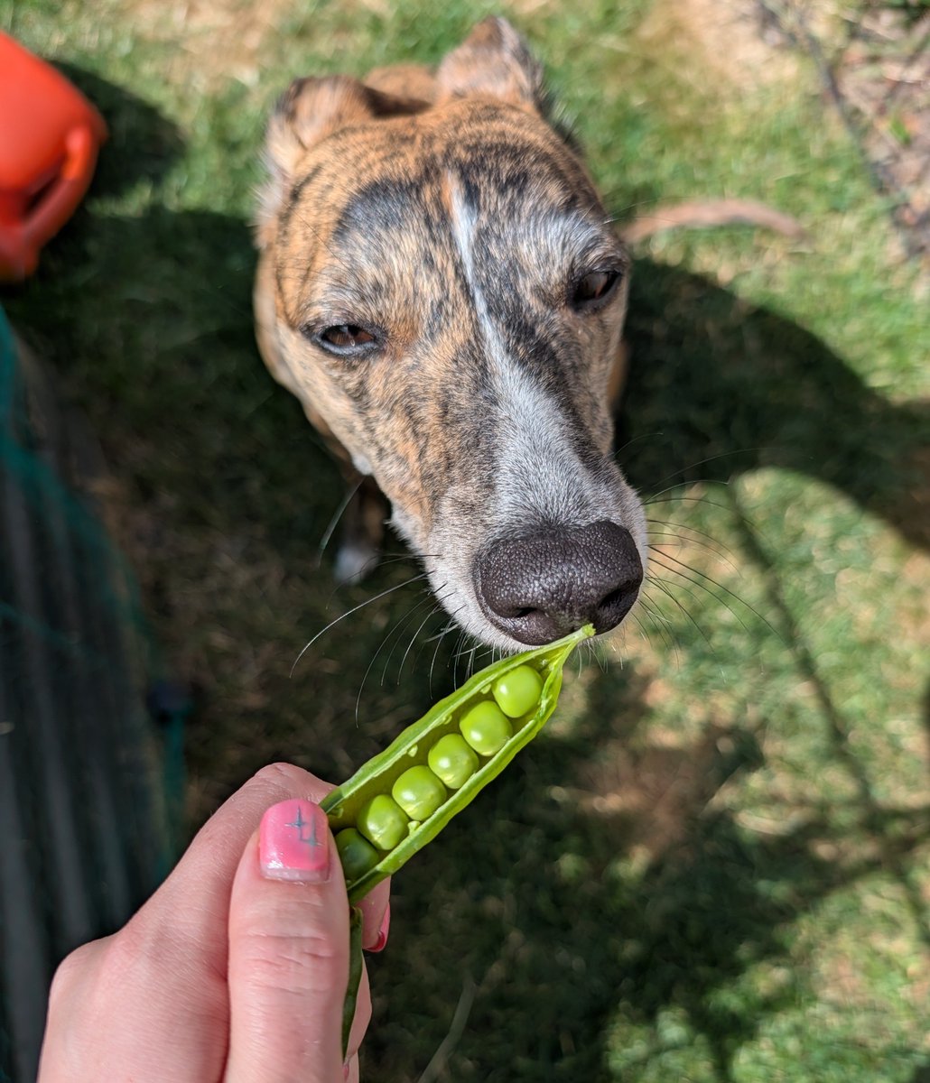 beth_twX's tweet photo. picked my homegrown peas and shared them with my girly https://t.co/CblbtHYknT