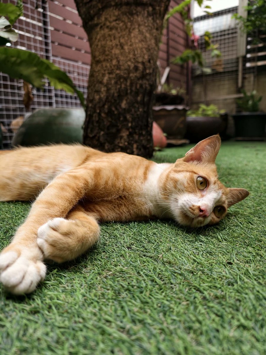catperson020723's tweet photo. ส้มเช้ง อยากมีบ้าน🍊
#หาบ้านให้แมว 

หลังรับเลี้ยงแมวตัวนี้แล้ว คุณจะไม่ได้เป็นส่วนตัวอีกต่อไป เพราะน้องจะตามติด เหมือนเงาตามตัว น้องติดคนขั้นสุด เดินตามไม่ห่าง พร้อมล้มหงายพุงให้คุณจก purrตลอดเวลา สกิลการนวดก็ที่ 1

น้องเพศชาย ทำหมันแล้ว อายุ2-3ปี 
Fb : แมวหาบ้าน ขี้ข้าหานาย https://t.co/PayTQvB9H1