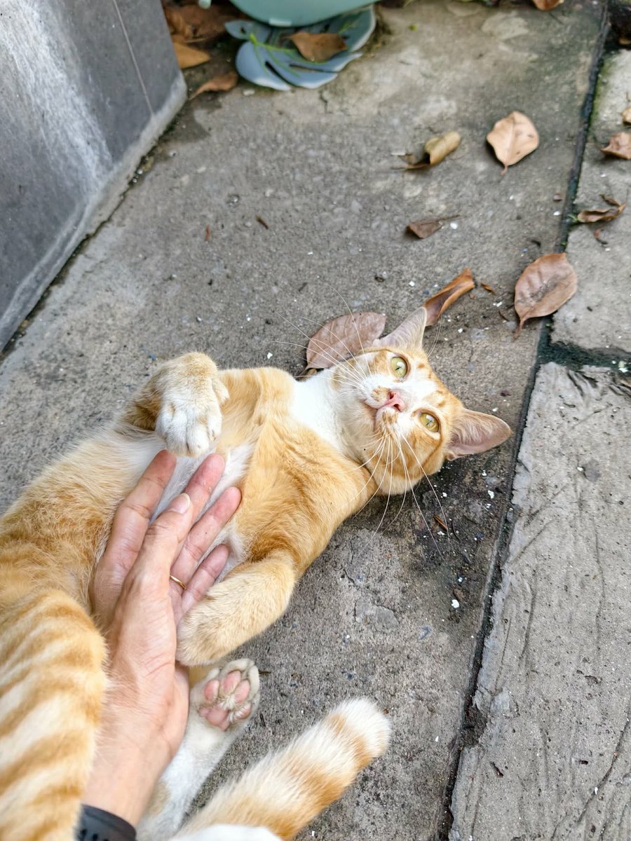 catperson020723's tweet photo. ส้มเช้ง อยากมีบ้าน🍊
#หาบ้านให้แมว 

หลังรับเลี้ยงแมวตัวนี้แล้ว คุณจะไม่ได้เป็นส่วนตัวอีกต่อไป เพราะน้องจะตามติด เหมือนเงาตามตัว น้องติดคนขั้นสุด เดินตามไม่ห่าง พร้อมล้มหงายพุงให้คุณจก purrตลอดเวลา สกิลการนวดก็ที่ 1

น้องเพศชาย ทำหมันแล้ว อายุ2-3ปี 
Fb : แมวหาบ้าน ขี้ข้าหานาย https://t.co/PayTQvB9H1