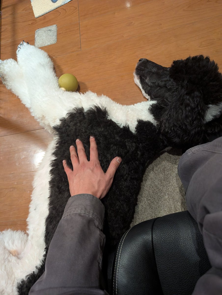 nicemilkSSRB's tweet photo. これは先輩が飼ってるｲｯﾇ
こいつは俺の事が好きだし俺もこいつのことが好き
俺が遊びに行くとテンション上がってはしゃいで喉乾いて水飲んで吐く https://t.co/tzUKZFJNN3