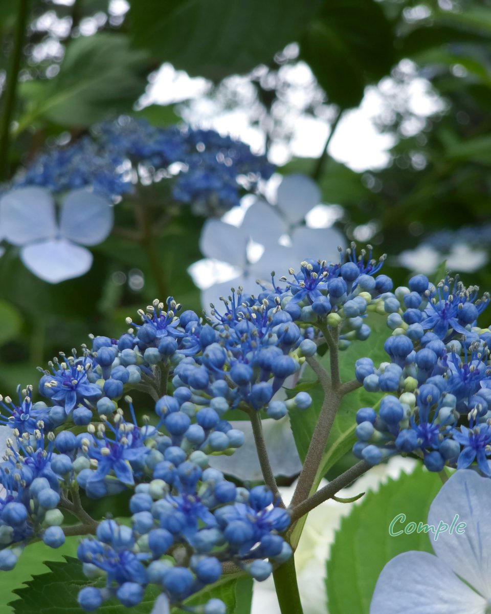 complesp's tweet photo. アジサイの花はこの青いくす玉みたいな極小パーツ。
大きなヒラヒラは花びらではなくて萼（がく）。
花だと思って見てたものが、実は客寄せの巨大看板なのです。 https://t.co/HUiic7MqGg