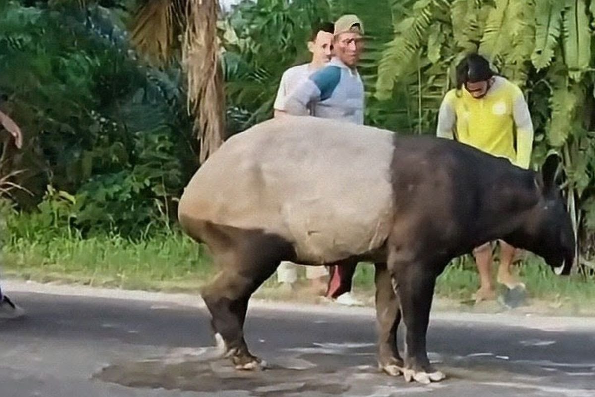 catchmeupco's tweet photo. Gajah Sumatra banyak yang mati, padahal populasinya udah tinggal dikit dan bahkan terancam punah, gara-gara masifnya deforestasi buat bikin kebun-kebun sawit. 

Kemarin ada Tapir yang jelas-jelas hewan yang dilindungi, ditombak terus disembelih sama warga.

Kenapa manusia-manusia ini egois semua, ya :(((