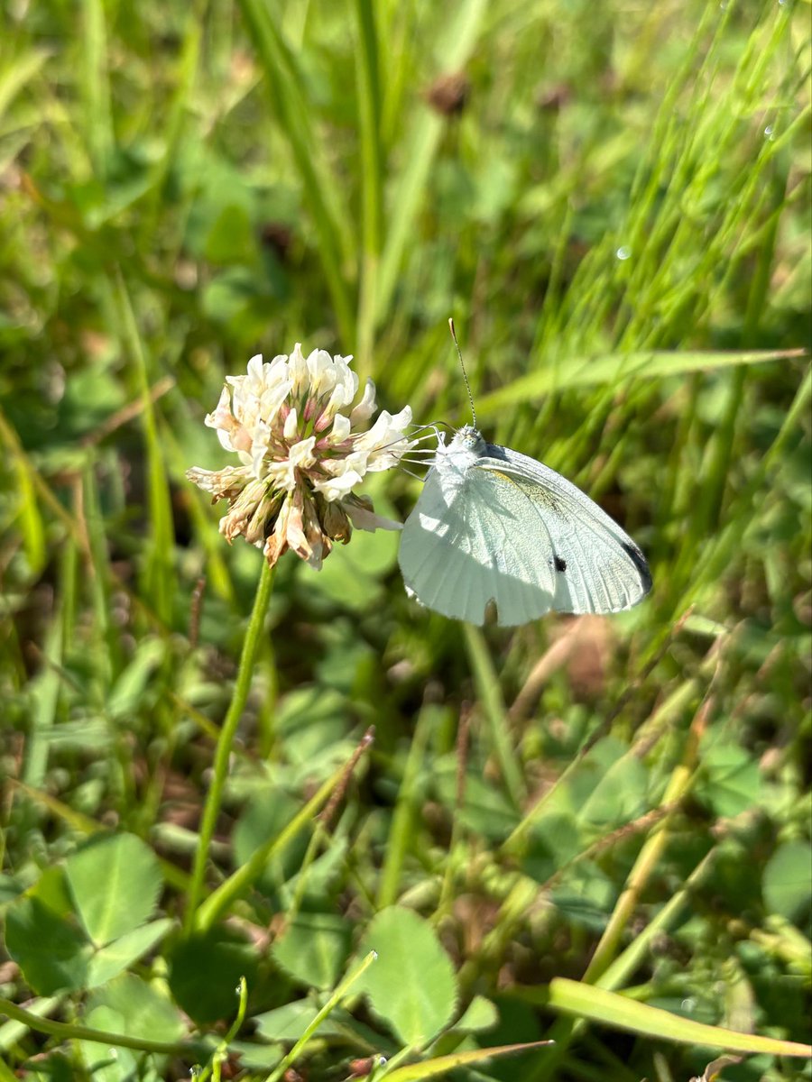 nuno0onun's tweet photo. 花にチョウ

#蝶 #モンシロチョウ #butterfly #昆虫 #insect #シロツメクサ #flower https://t.co/V7xH67z0Nl