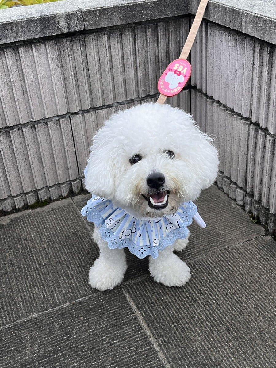 hanpenppen's tweet photo. ぼくちんスタバにいます💓 https://t.co/oxhMVN824q