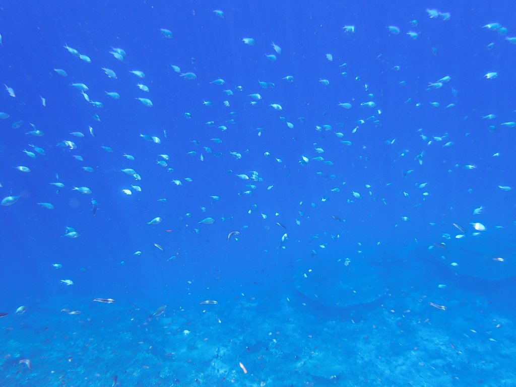 junk0321's tweet photo. 渡嘉敷島の海でボートシュノーケルツアーに参加。ソロだと浅いところしかいけないから、ちゃんとサンゴ礁とか見るならツアーに参加すんのが一番よね。
きれいなサンゴや色とりどりの小魚を見てたらあっという間に終わってた。コレはスキューバダイビングにも手を出しちゃいたくなりますねぇ……。 https://t.co/fq8oVkhfM1