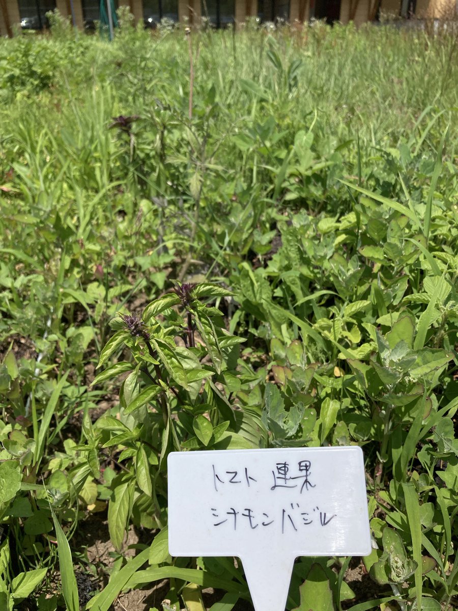 fx_ayame's tweet photo. 昨日は、みんなの畑の様子を見に
草がボーボーにΣ ( °꒫°  )涼しい風が吹く中、草取りを少し
帰り道、よく見る小さな花を( *¯ ꒳¯*)ｸﾝｸﾝしてみたら香りが✨️最近香りがしてたの、この花だったか
栗の花も咲いてた🤗 https://t.co/kQb3g3qFrh