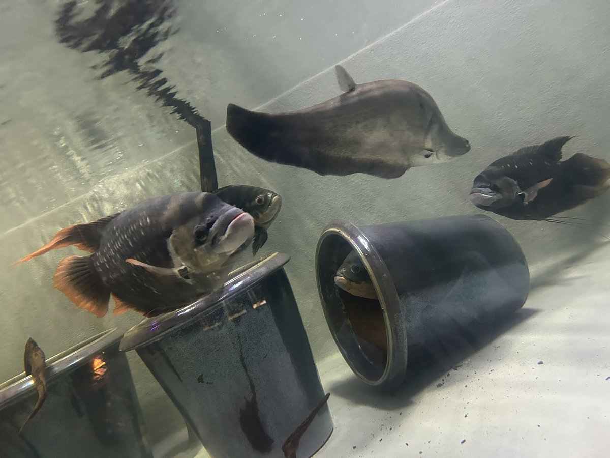 tyun0428's tweet photo. 水族館もいった！友達がいっぱい写真撮ってくれた https://t.co/EVXgCb6qsh