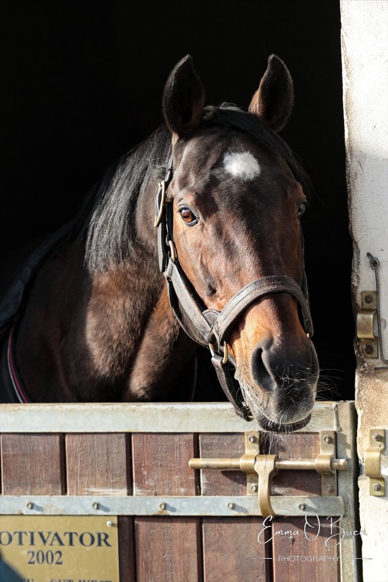 EmmaOBrien2204's tweet photo. Motivator 2002 - 2026 

Very sad to hear of the passing of influential sire this week. 

Here he is photographed at @harasduhoguenet in January 2026. https://t.co/uA7Z1zN19t