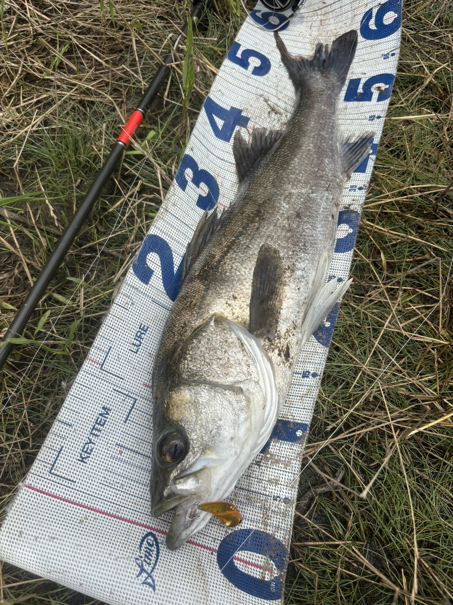 daiP_A_LUNKER's tweet photo. 4本追加でシーバス計7キャッチ✨
#SEABASS
#シーバス
#メタルマスター
#APIA
#Foojin'RS
#PURSUINGALUNKER. https://t.co/h56rXVHpQD