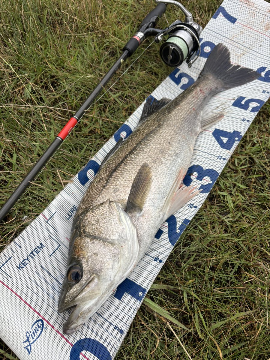 daiP_A_LUNKER's tweet photo. 4本追加でシーバス計7キャッチ✨
#SEABASS
#シーバス
#メタルマスター
#APIA
#Foojin'RS
#PURSUINGALUNKER. https://t.co/h56rXVHpQD