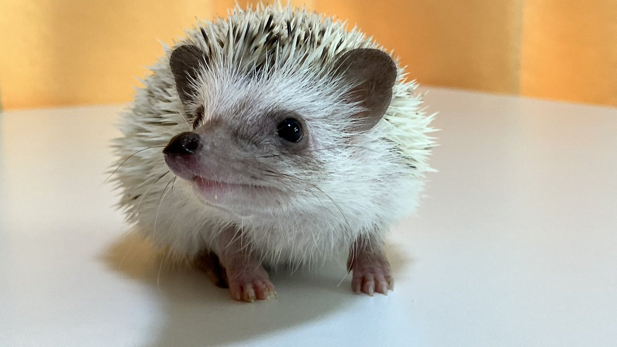 morumarulife's tweet photo. ホームページ掲載中の4/28生まれのパイドの女の子🦔♀

どんどん可愛くなってきてます🥰

この子も美人さんになりそうです☺️✨️

 #ハリネズミ  #ハリネズミベビー
 #ハリネズミ販売  #ハリネズミベビー販売
 #ハリネズミブリーダー https://t.co/VHZXp700xi