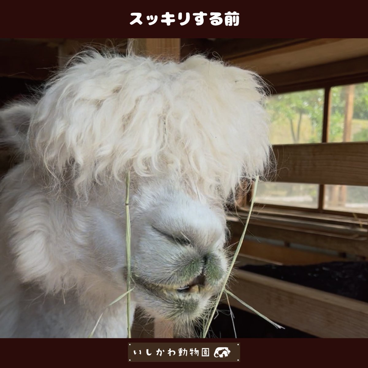 ishikawazoo_jp's tweet photo. 前髪が目にかかってきていたのですが、
頭を触られることに慣れていなかったので
少しずつ練習してやっと切ることができました！

視界良好です！

#いしかわ動物園
#アルパカ
#ホップ
#Alpaca https://t.co/FO9gXm9ODA