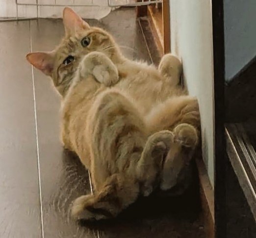 CatFado's tweet photo. 🐱？ボク？
いま、おひざたててる
#茶トラ男性 #茶トラ猫 https://t.co/lQVC1jdQzX