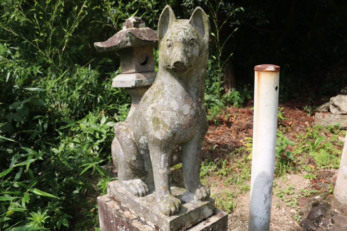 wolfmuzzle1's tweet photo. 山陰のオオカミサン③ 伯耆国（鳥取県中西部）-㋺
米子市淀江町の三輪神社は奈良の三輪山より毎春に狼の魂がやってきて地域を護って下さり秋にお帰りになるという伝説に基づいた狼神事が続いている
伯耆大山の開山伝説には海から出現した金色の狼が関係している
大山山麓には狛狼がおられる神社あり https://t.co/ioh2e1CFI4