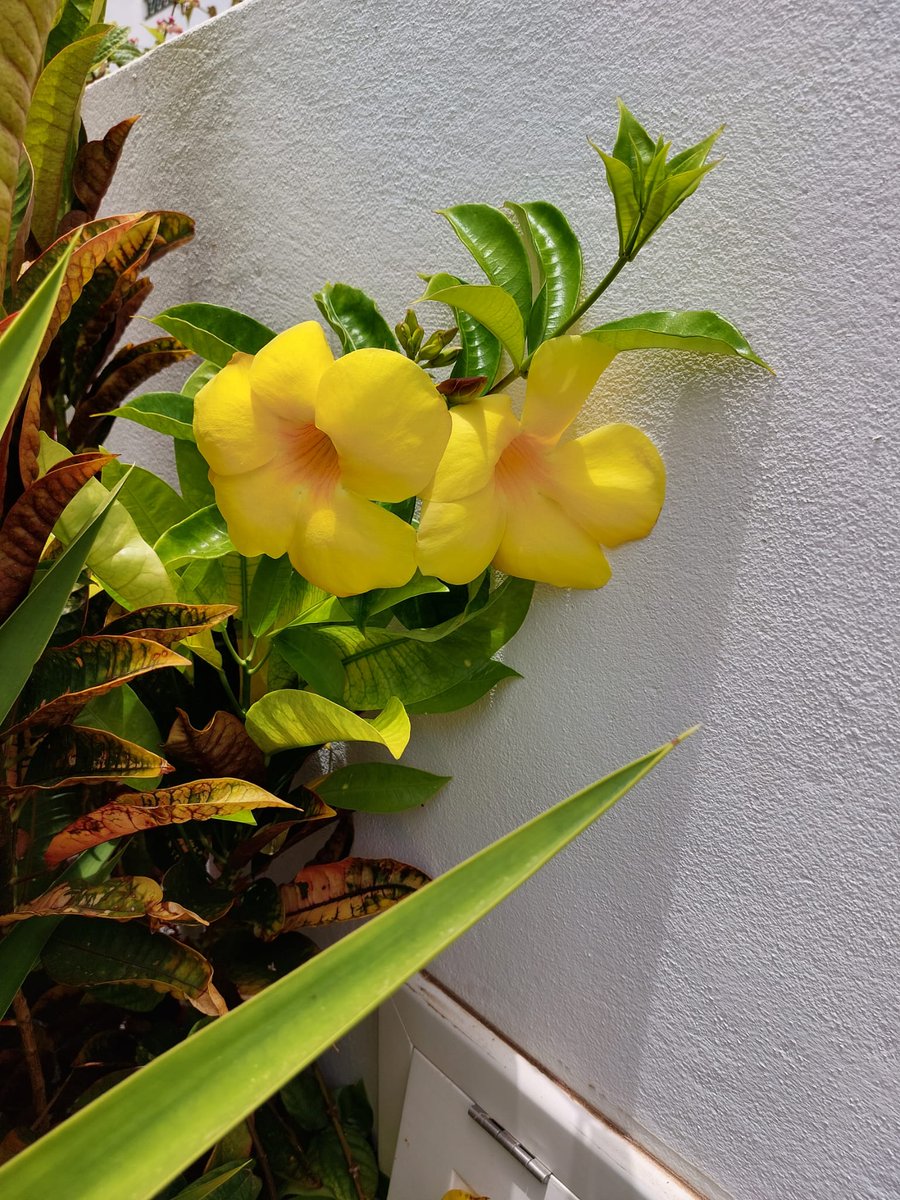 LeanneNHN's tweet photo. #Tenerife https://t.co/hJxfePq5QE