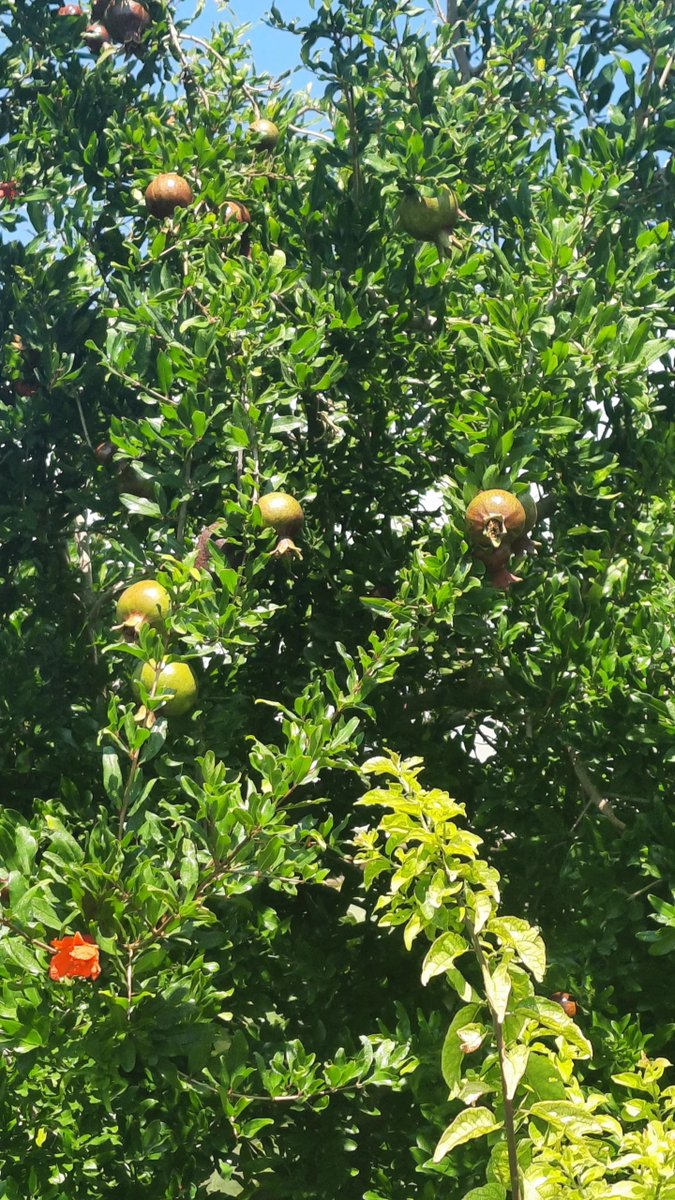 ebruazra's tweet photo. #köy #doğa #doğal #naturel https://t.co/RIPH0xn8HE