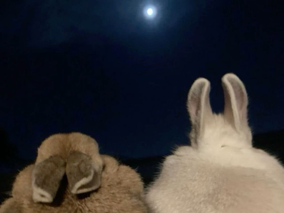 bunnkeytv's tweet photo. Hello my Lavenderloss
#lavenderloss https://t.co/j8rHwz0hHX