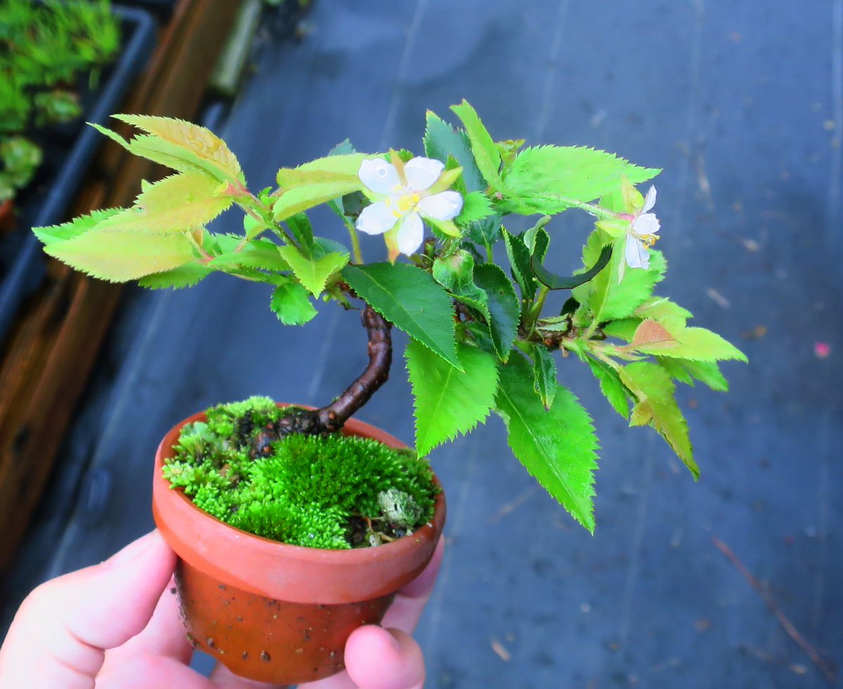 5cm_bonsai's tweet photo. 信濃寒桜咲いてた。左のはまだ見れる方で、基本右のように気根出まくってコケ順ブレイカー。でも水切れにめちゃ弱いので底面給水トレイの上に置く→気根生える… https://t.co/OxSWH38HSi