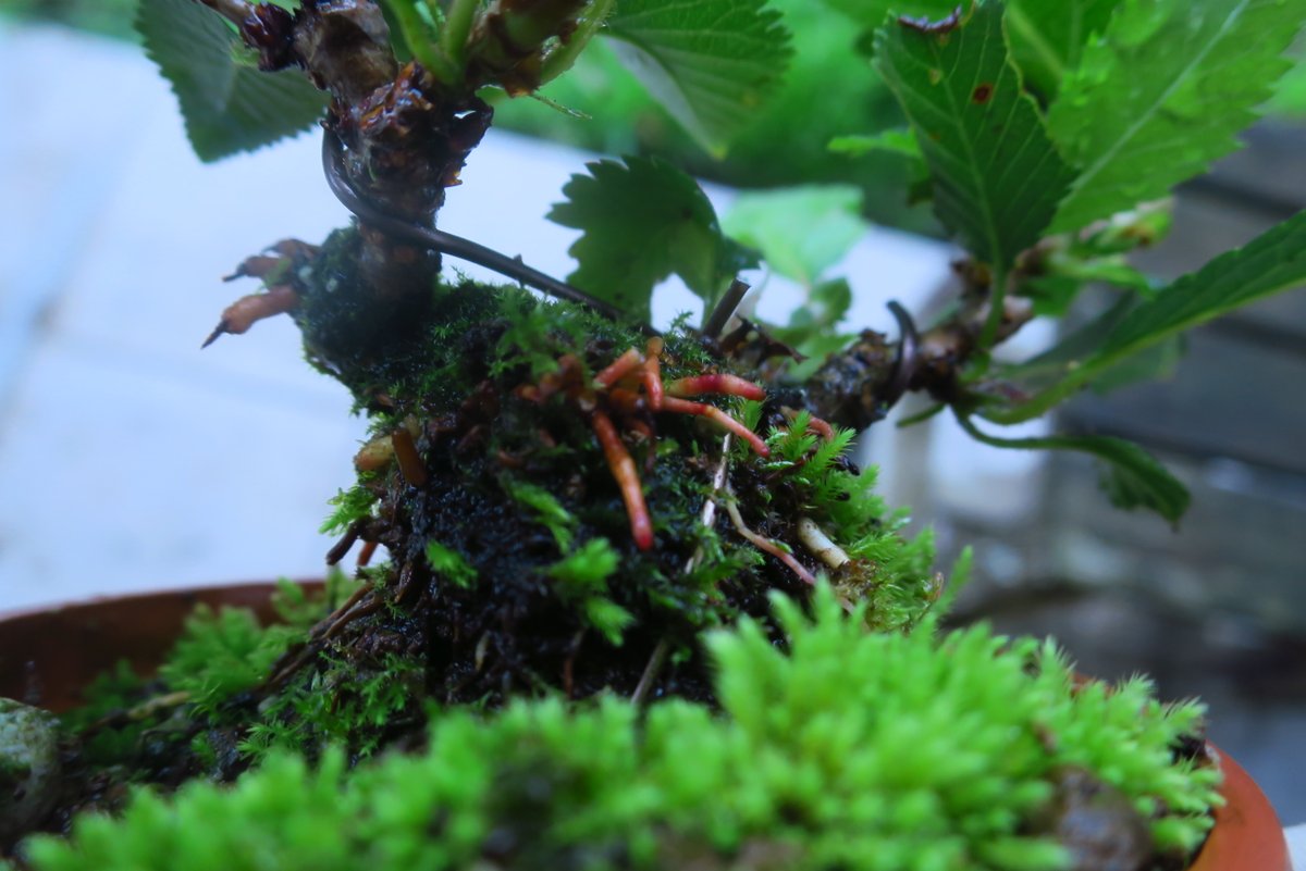 5cm_bonsai's tweet photo. 信濃寒桜咲いてた。左のはまだ見れる方で、基本右のように気根出まくってコケ順ブレイカー。でも水切れにめちゃ弱いので底面給水トレイの上に置く→気根生える… https://t.co/OxSWH38HSi