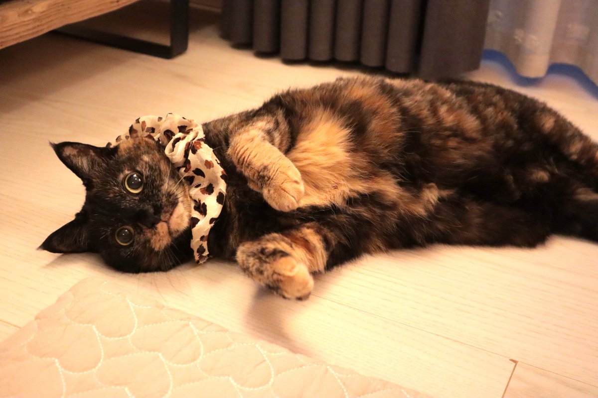 tara_wanta's tweet photo. カーチャンのシュシュをつけてみた。かわゆいぞ。抱っこできないくせにこういうのは嫌がらないどころか好きかも知れない上にカメラ目線してくれるし、ほんにお前はフォトジェニック #サビ猫 #tortoiseshellcat https://t.co/qiZYTS26OW