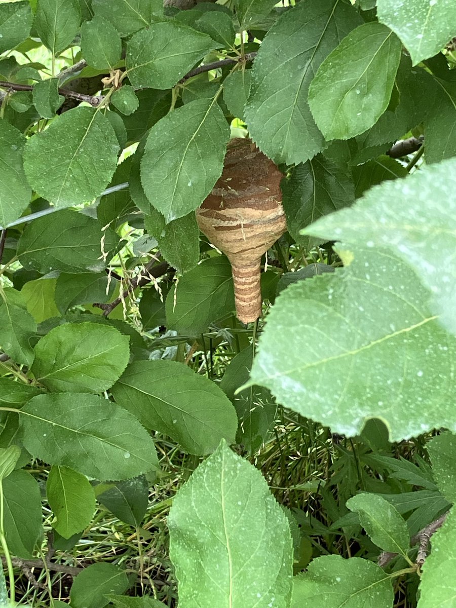 tajimaringoen's tweet photo. 七月に入り草刈りと摘果に明け暮れています。
虫の活動も活発に。 https://t.co/bsmjSuPJP7